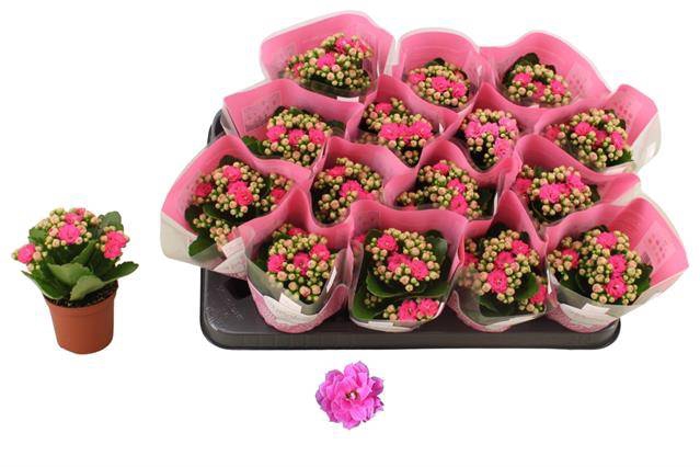 <h4>KALAN CALAN PINK NANDO P7</h4>