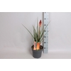 vaste planten 19 cm  Kniphofia Pyromania Orange