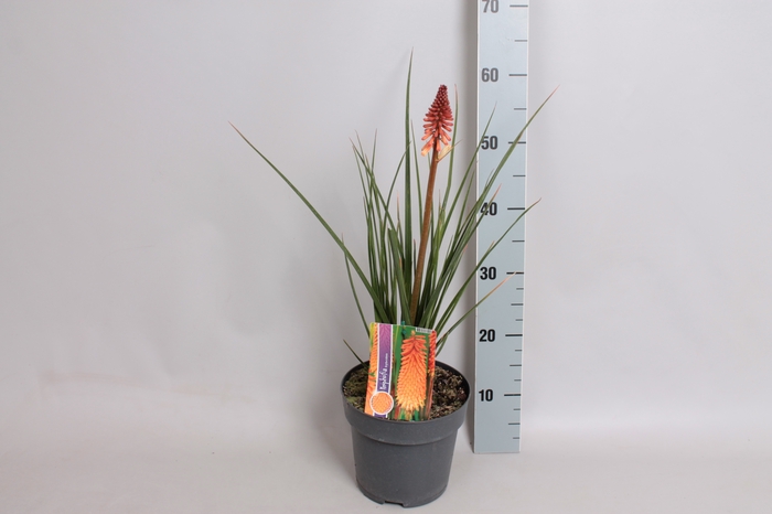 vaste planten 19 cm  Kniphofia Pyromania Orange