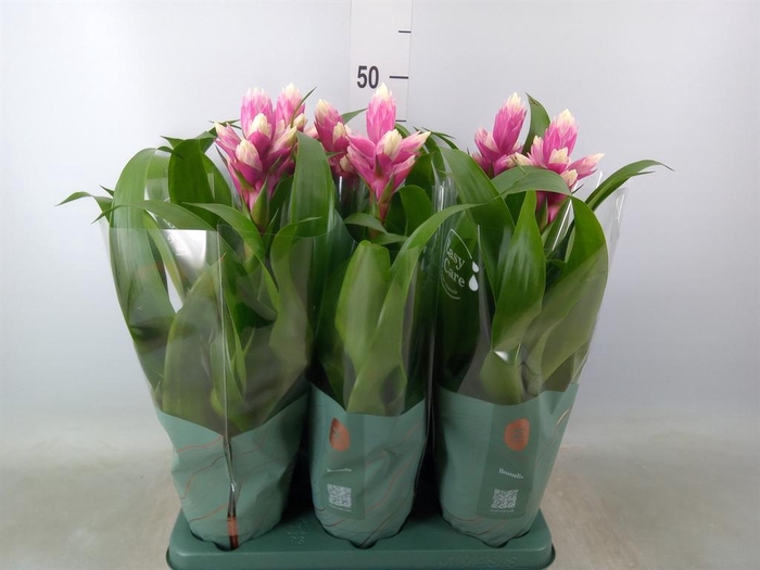 <h4>Guzmania  'Candy'</h4>