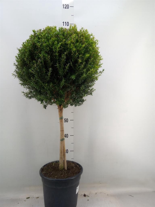 <h4>Myrtus communis</h4>