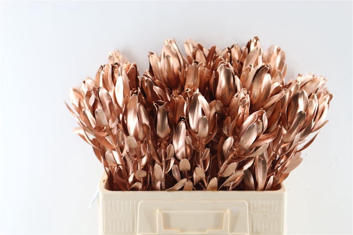 <h4>Leucad Koper Extra</h4>