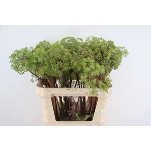 ANGELICA GIGAS 080CM