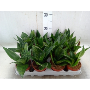 Sansevieria trifa. 'Hahnii'