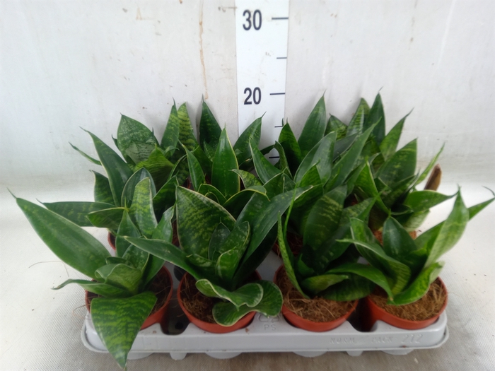 <h4>Sansevieria trifa. 'Hahnii'</h4>