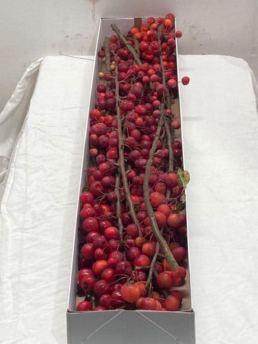 <h4>Malus Red Sentinel</h4>