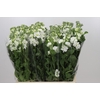 Matthiola Iron White