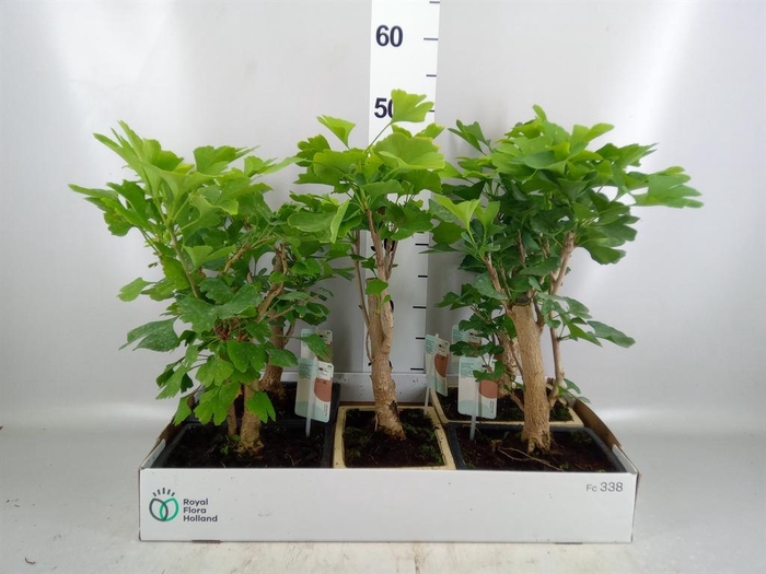 <h4>Bonsai   ...</h4>