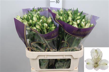 <h4>Alstr White Swan</h4>