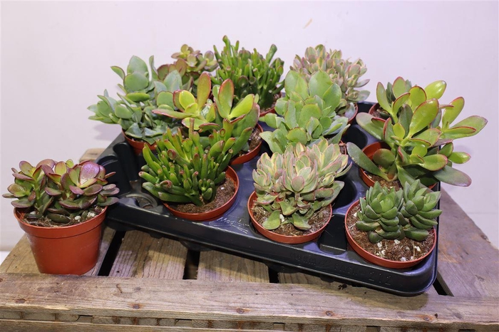 <h4>arr8 Crass Gem</h4>