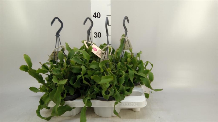 <h4>Epiphyllum guatem. var. monstrosa</h4>