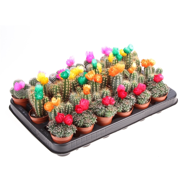 Cactus decoratie strobloem mix
