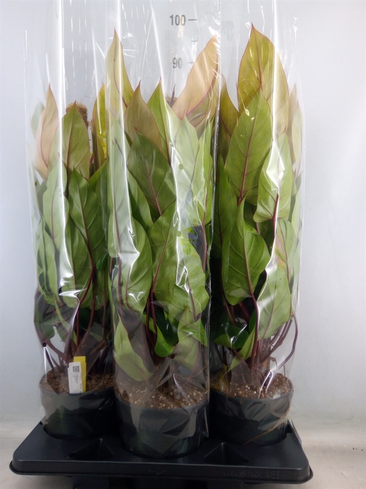 <h4>Philodendron  'Painted Lady'</h4>