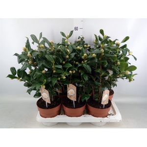 Camellia japonica 'Brushfield Yell'