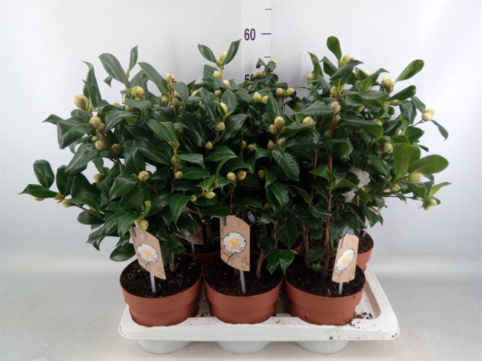 <h4>Camellia japonica 'Brushfield Yell'</h4>