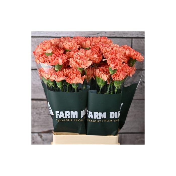 <h4>Di St Cowboy</h4>