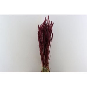 Dried Triticum X5 Bordeaux Bunch