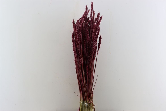 <h4>Dried Triticum X5 Bordeaux Bunch</h4>