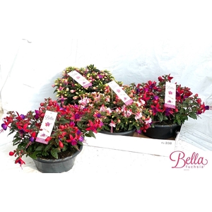 FUCHSIA B F MIXK