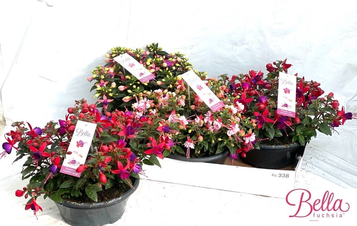 <h4>FUCHSIA B F MIXK</h4>