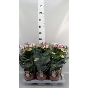 Anthurium andr. 'Laguna'