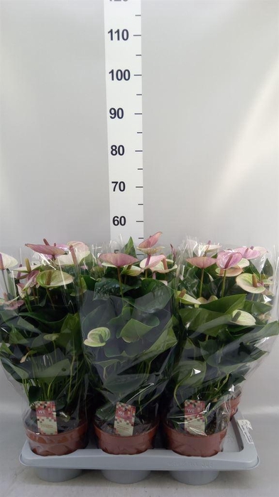 <h4>Anthurium andr. 'Laguna'</h4>