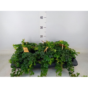 Parthenocissus inserta