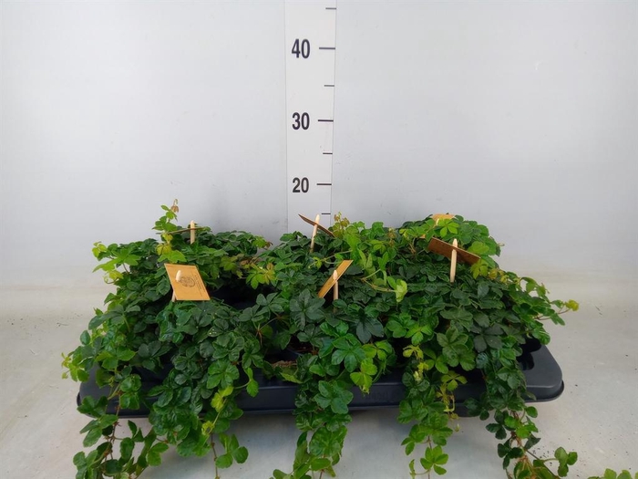<h4>Parthenocissus inserta</h4>