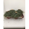 Pilea depressa