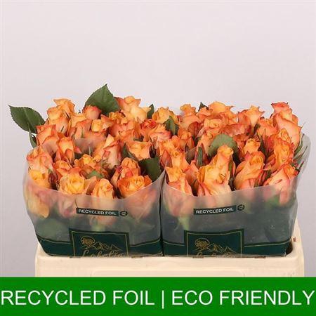 <h4>R Gr Monalisa+</h4>