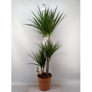 Dracaena marg.