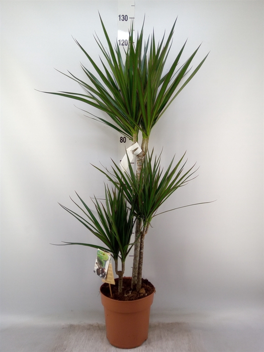 <h4>Dracaena marg.</h4>
