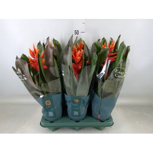 Aechmea  'Pepita Elegant Flames'