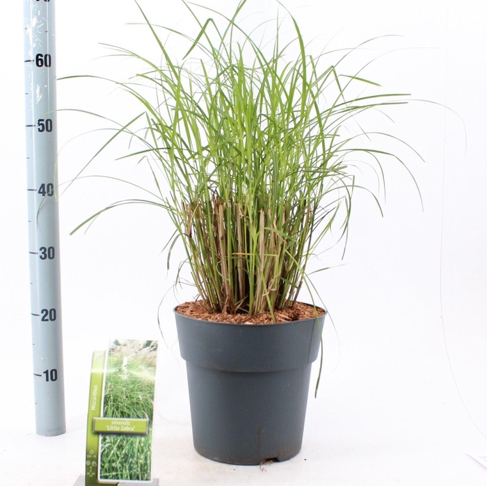 Miscanthus sinensis