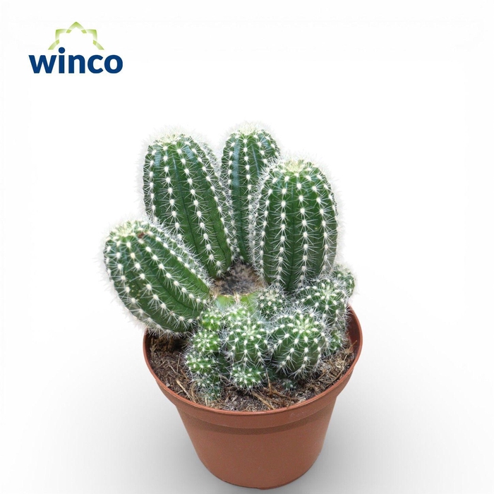 <h4>Trichocereus Huascha (Group)</h4>