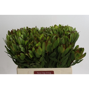 Leucadendron Goldstrike