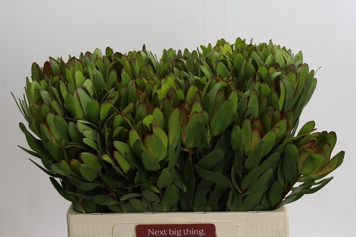 <h4>Leucadendron Goldstrike</h4>