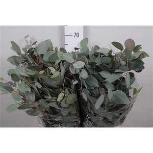Euca Populus Leaf Extra