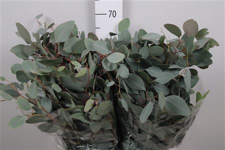 <h4>Euca Populus Leaf Extra</h4>