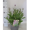 'Weekaanbieding: vaste planten 19 cm  Verbena venosa Rigida (Lilac)