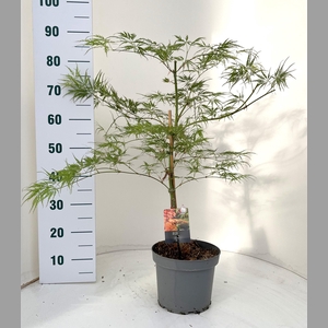ACER PALM DISSECTUM