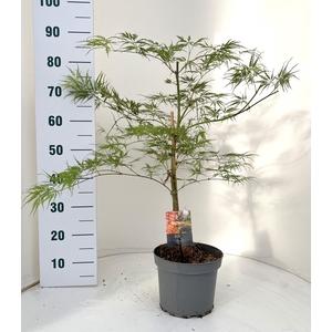 ACER PALM DISSECTUM