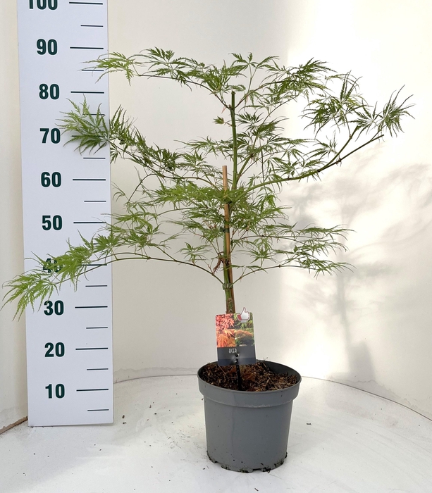 <h4>ACER PALM DISSECTUM</h4>