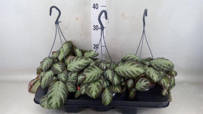 <h4>Episcia   ...</h4>
