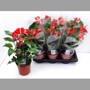 ANTHU DYNAMITE RED