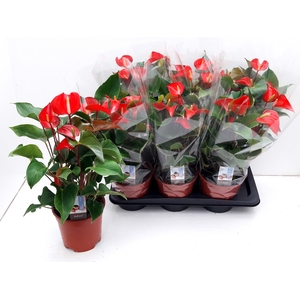 ANTHU DYNAMITE RED