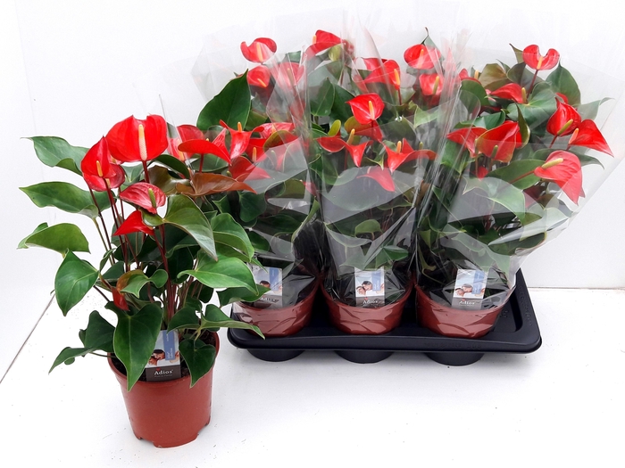 <h4>ANTHU DYNAMITE RED</h4>
