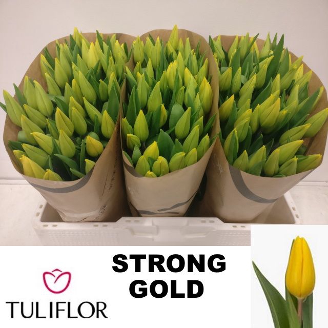 <h4>TU EN STRONG GOLD</h4>