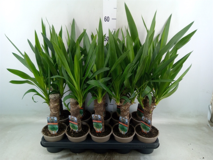 <h4>Yucca</h4>