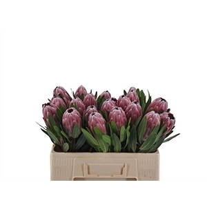 Protea Pink Ice